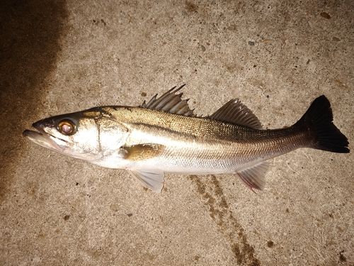 スズキの釣果