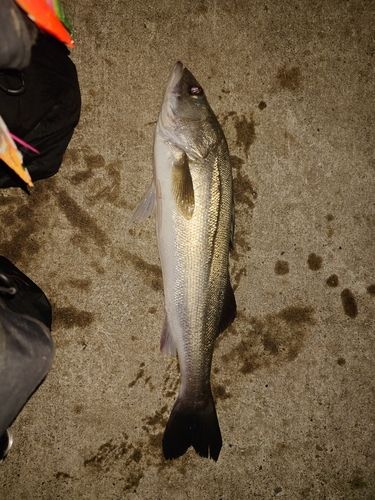スズキの釣果