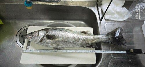 シーバスの釣果