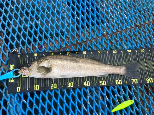 オリジナルメーカー海釣り公園