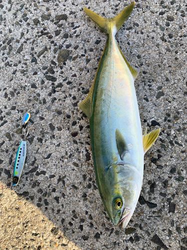 ツバスの釣果