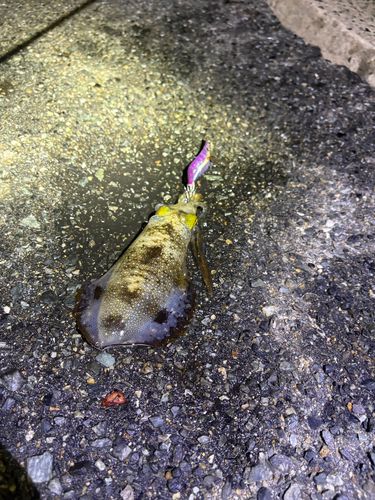 アオリイカの釣果