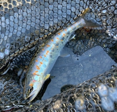 アマゴの釣果