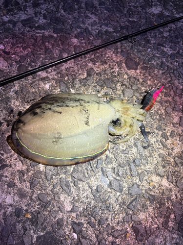 コウイカの釣果