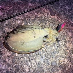 コウイカ