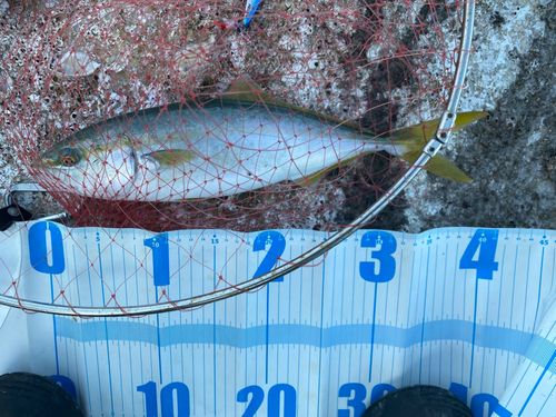 ハマチの釣果