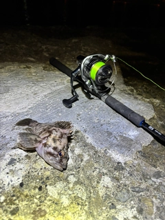 ムラソイの釣果
