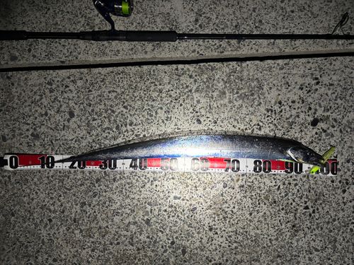 タチウオの釣果