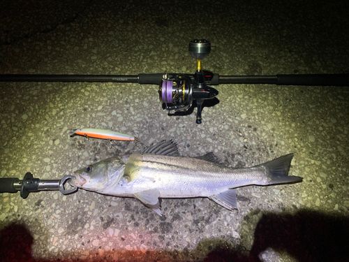 スズキの釣果