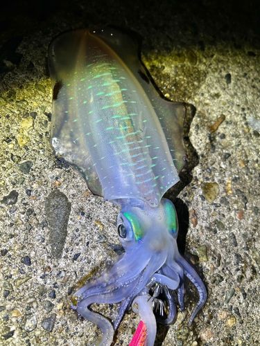 アオリイカの釣果