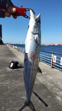 サゴシの釣果
