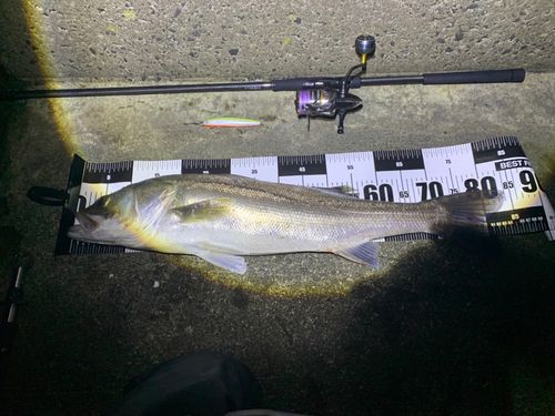スズキの釣果