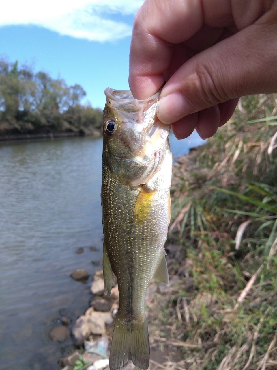 ラージマウスバス