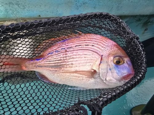 ヒレコダイの釣果