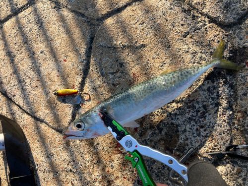 サバの釣果