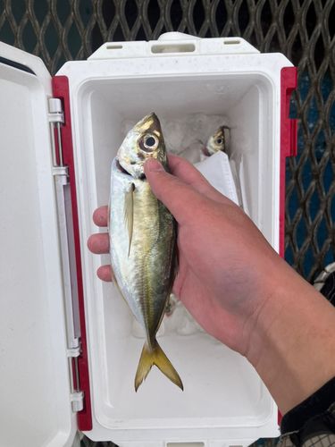 マアジの釣果