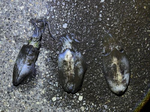 県漁連裏