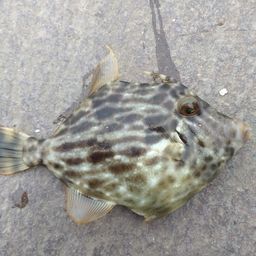 カワハギ