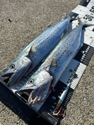 サゴシの釣果