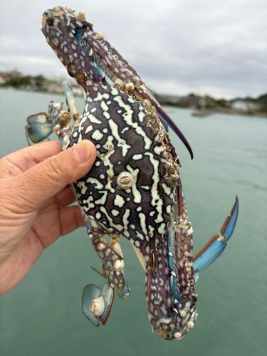 カニの釣果