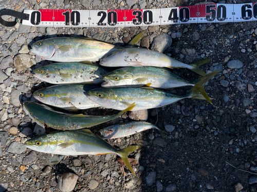 ワカシの釣果