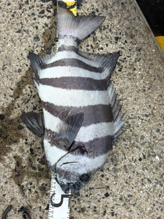 イシダイの釣果