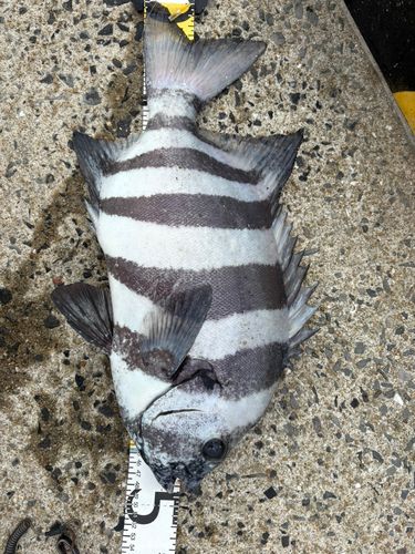 イシダイの釣果