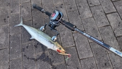 サゴシの釣果