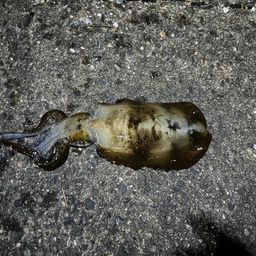 アオリイカ