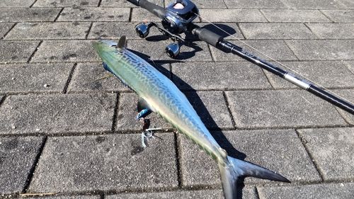 サゴシの釣果
