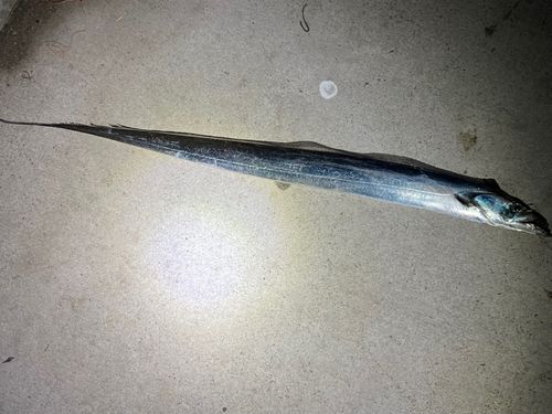タチウオの釣果
