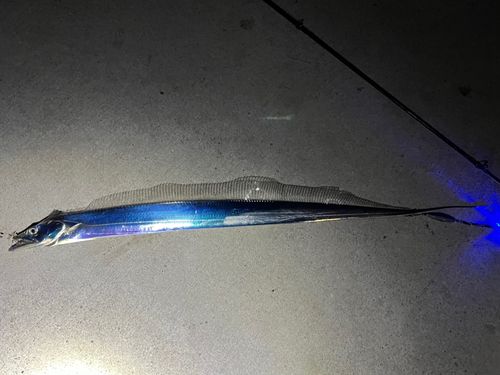タチウオの釣果