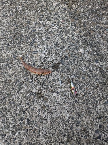 ホシノエソの釣果