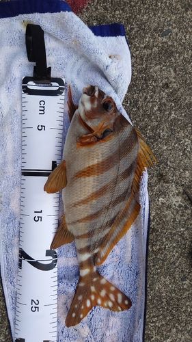 タカノハダイの釣果