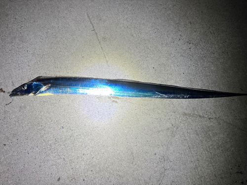 タチウオの釣果