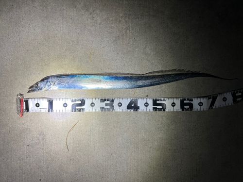 タチウオの釣果