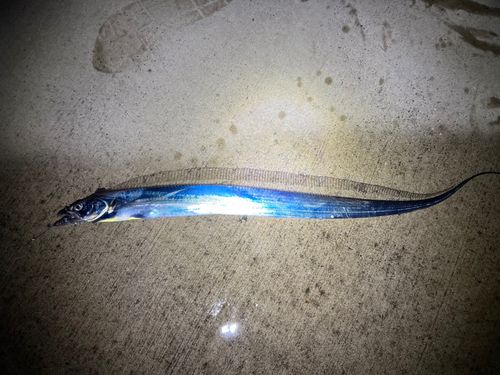 タチウオの釣果