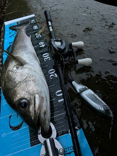 フッコ（マルスズキ）の釣果