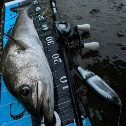 フッコ（マルスズキ）