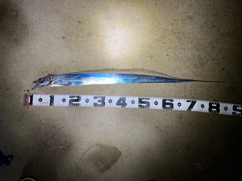 タチウオの釣果