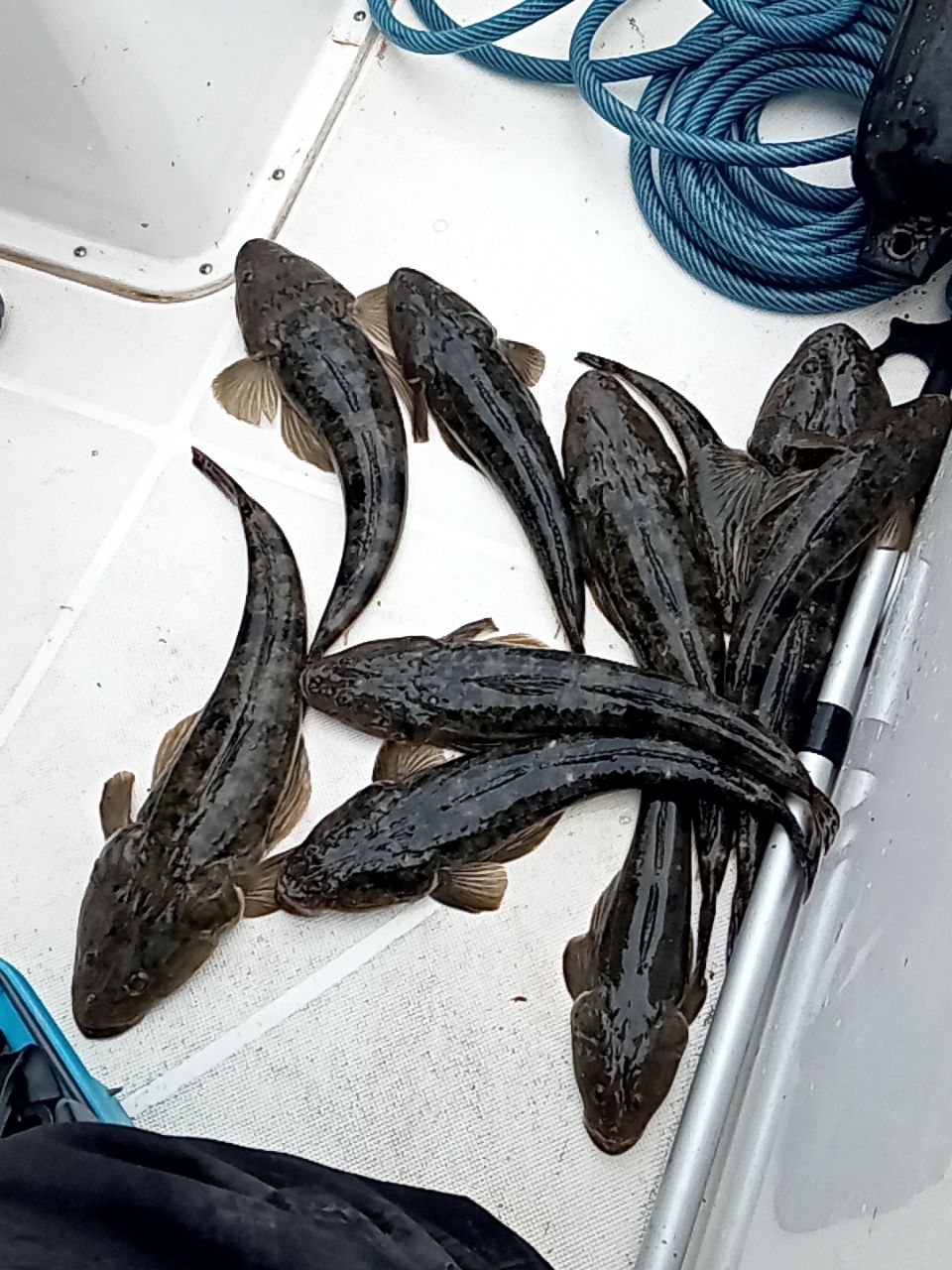 ISHI キャップさんの釣果 2枚目の画像