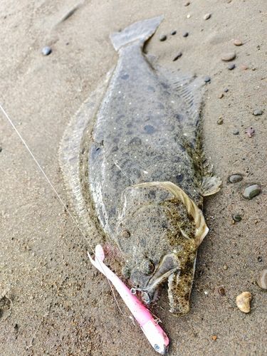 ヒラメの釣果