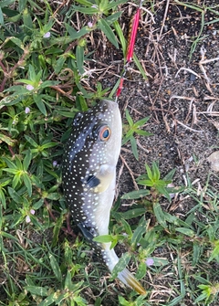 フグの釣果