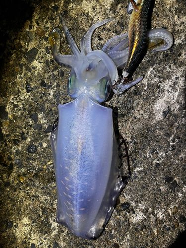 アオリイカの釣果