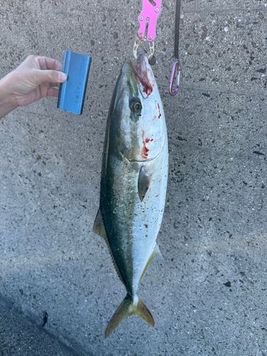 メジロの釣果