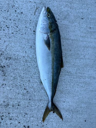 メジロの釣果