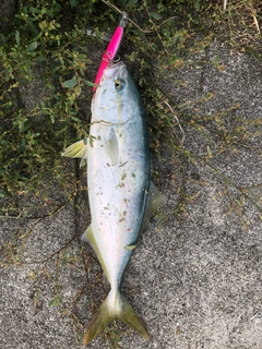 イナダの釣果