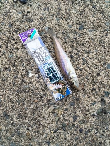 シロギスの釣果