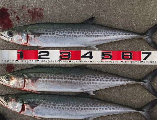 サワラの釣果