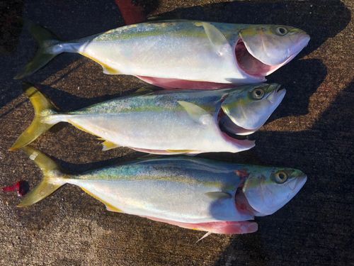 イナダの釣果